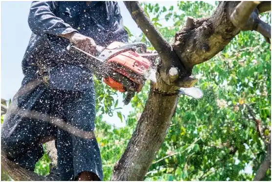 tree services Fox Point